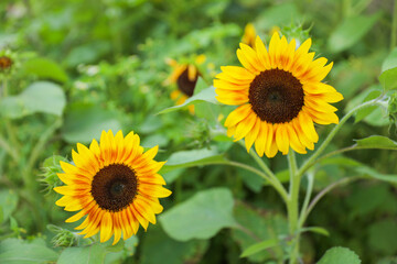 Vibrant sunflowers and other blossoming flowers symbolize joy, optimism, and the arrival of happiness in the rejuvenating season of spring