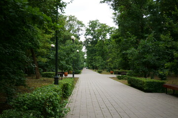 Pedestrian alley in the park. Green vegetation and trees.