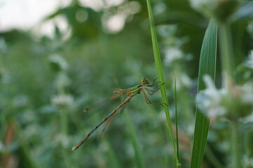 Dragonfly on a green background. Insects in nature.