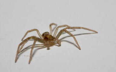 Philodromidae