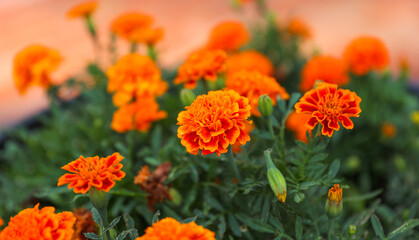 Vibrant sunflowers and other blossoming flowers symbolize joy, optimism, and the arrival of happiness in the rejuvenating season of spring