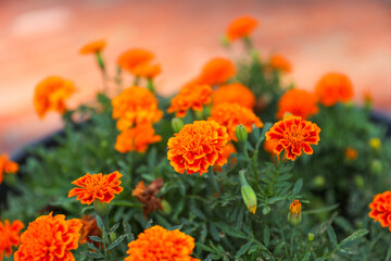 Vibrant sunflowers and other blossoming flowers symbolize joy, optimism, and the arrival of...