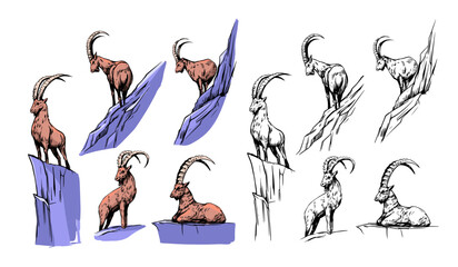 Mountain goat, ibex, capricorn. Hand drawn vector sketch illustration