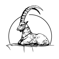 Mountain goat, ibex, capricorn. Hand drawn vector sketch illustration