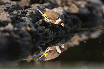 European goldfinch or simply the goldfinch - Carduelis carduelis drinking water at dark background...