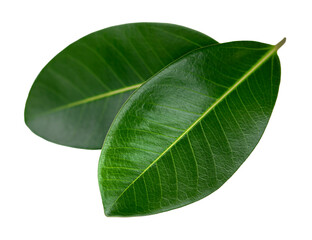 Green ficus leaf isolated on white background