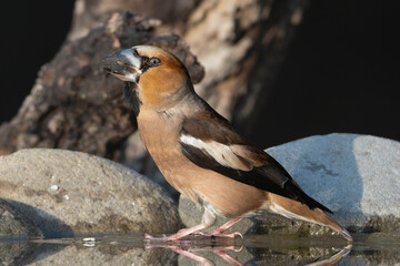 Hawfinch - Coccothraustes coccothraustes on stone with open beak at dark background. Photo from Kisújszállás in Hungary.