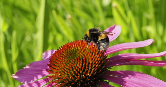 Un bourdon terrestre (Bombus terrestris) butinant du nectar sur le c&ocirc;ne h&eacute;riss&eacute; d'une fleur de Rudbeckia pourpre (Echinacea purpurea)
