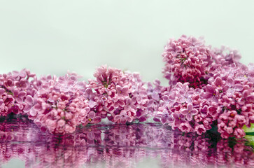 lilac flowers with dew drops on a mirror surface, background with blooming lilac branches, lilac