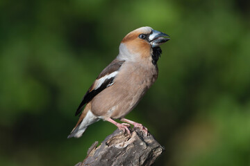 Hawfinch - Coccothraustes coccothraustes perched with dark green background. Photo from Kisújszállás in Hungary.