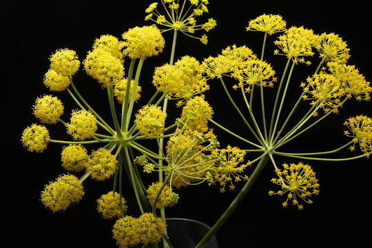 Flores de Thapsia Villosa sobre fondo negro.