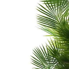 Palm tree branches and its shadow on a white background. Tropical background.. AI Generation