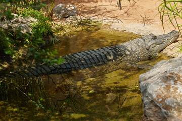 A crocodile is resting in the shade of trees in a pond