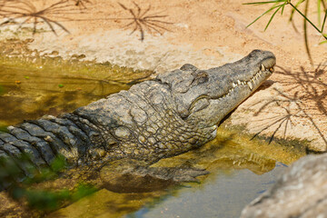 Close up of head of sleeping crocodile in the pond