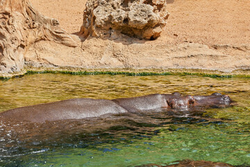 Hippopotamus amphibious swimming in water