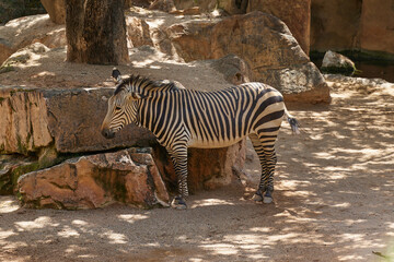 Fototapeta na wymiar Zebra is resting in the shade of trees