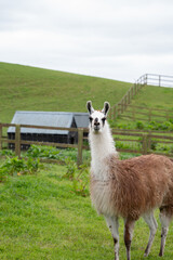 Fototapeta premium Portrait of a brown white Llama that looks towards camera