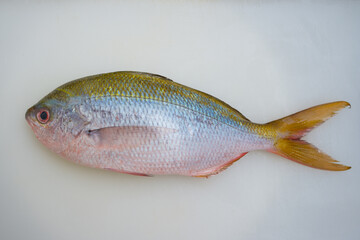 Fresh Yellowtail Fusilier on board