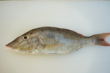 Fresh snapper on white board