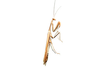 Mantis insect side view. - obrazy, fototapety, plakaty