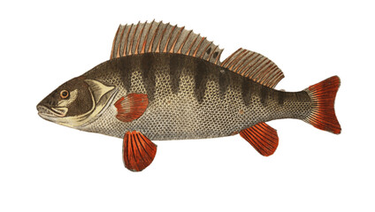 Naklejka premium Perch fish on 17th century hand colored etching.