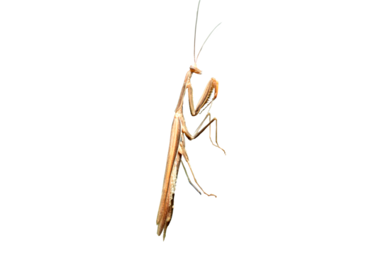 Mantis insect side view.