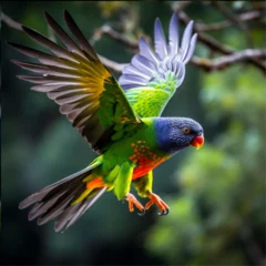 Tuinposter rainbow lorikeet parrot © نيلو ڤر