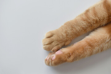 Ginger cat paws on the table.  Tabby cat sitting on the floor.  Copy space is on the left side. 