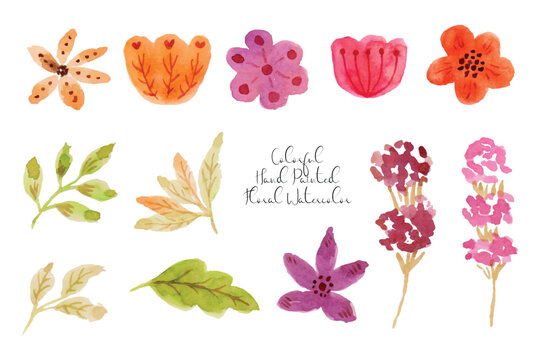 Beautiful Flower and Leaf Watercolor Collection