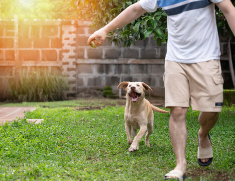 Labrador dog following man with ball