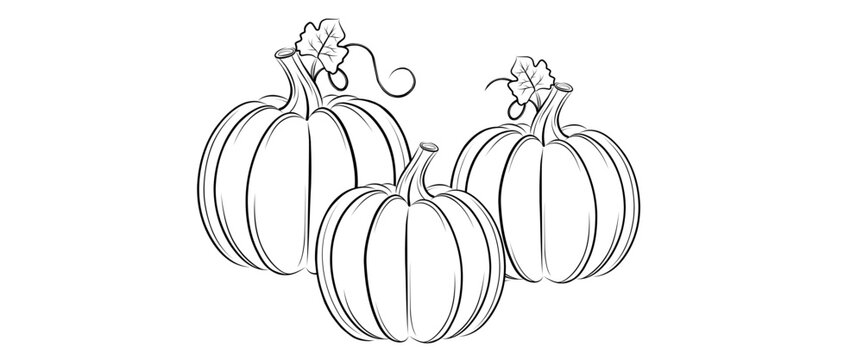 pumpkins line art style. halloween and thanksgiving elements vector