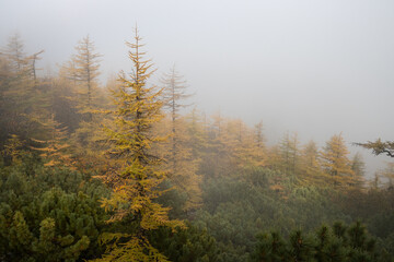 Beautiful foggy autumn forest landscape. View of the larch forest in the fog. Larch trees with yellow crowns and thickets of evergreen dwarf pine in the mountains. Travel and hiking in northern nature