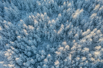Top view of snow-covered larches. Beautiful winter forest landscape. The tops of the trees are illuminated at sunrise. Aerial view of the amazing northern nature. Holiday mood. Vacation in nature.