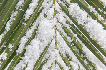 Date Palm leaf covered with snow. Concept image for climate change.