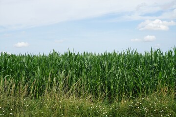 Grünes hohes Maisfeld vor Himmel mit großen weißen Wolken bei Sonne am Morgen im Sommer