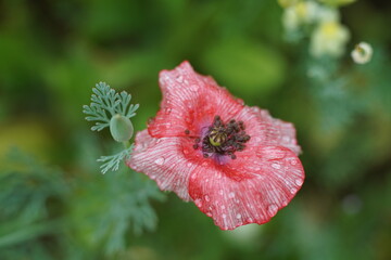 Mohn Blume in voller Blüte nach einem Regen, Papaver