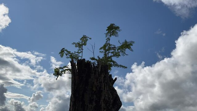 Ferns growing on a tree stump with fast moving windblown white clouds in a bright blue sky in the background. 