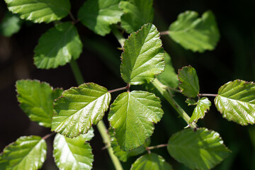 Fresh, green bramble (Rubus) leaves shining in the sunlight.