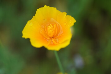 Gelbe Blüte mit Wasser gefüllt