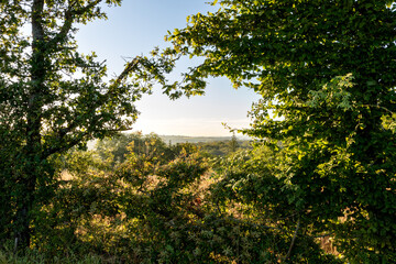 A view through a hedge of the Creuse countryside early morning.