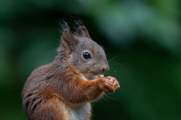 Portrait of a beautiful Red squirrel (Sciurus vulgaris)  eating a nut in the forest of Noord Brabant in the Netherlands. Green background.                            