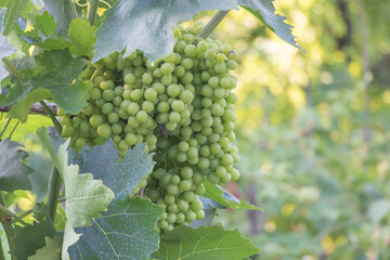 Bunch of green grapes on vineyard in the garden - Agriculture concept