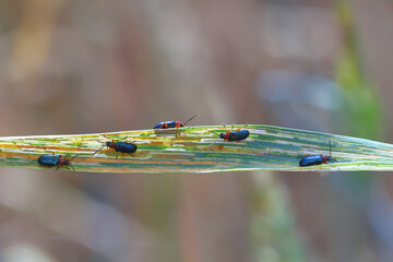 Cereal Leaf Beetle (Oulema melanopus) on a damaged, eaten wheat leaf.