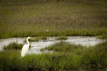 white egret in the lake