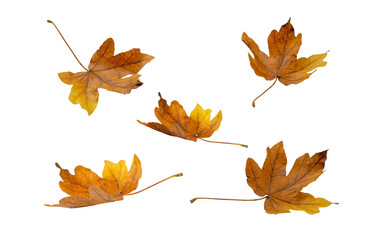Brown dry maple fallen leaves set isolated transparent png. Autumn season flying foliage. 
