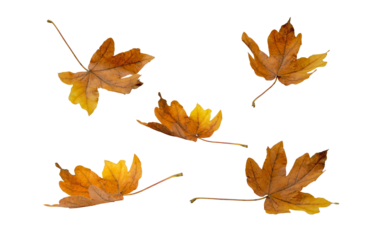 Brown dry maple fallen leaves set isolated transparent png. Autumn season flying foliage. 
