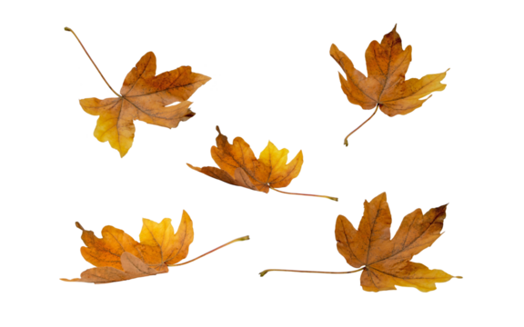 Brown dry maple fallen leaves set isolated transparent png. Autumn season flying foliage. 
