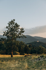 Obraz premium lonely tree on top of a hill at sunset, slovenia