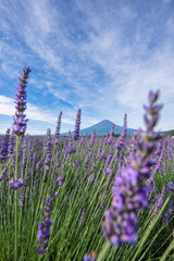 富士山とラベンダー畑