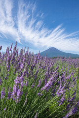 富士山とラベンダー畑